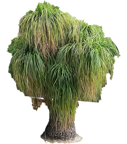 Beaucarnea Recurvata - Elefantenfu Zimmerpflanze, 30 cm, Flaschenbaum,  Pflegeleicht & Dekorativ, Robust & Ideal fr Zuhause & Bro : Amazon.de:  Garten