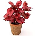 POWERS TO FLOWERS - BEGONIA REX INCA FLAME IN VASO CERAMICA RUSTICO, pianta vera
