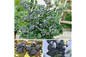 YouGarden Blueberry Collection, Trio of 9cm Potted Plants, Early 'New Hanover', Mid 'Blueray', Late 'Ozark Blue' - Ready to Plant, Garden Colour, Great for Pots