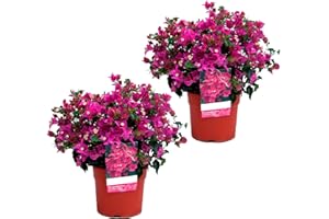 VIPARPLANT Buganvilla en bola Planta Natural - Bougainvillea planta viva - Planta Natural Decorativa trepadora (Pack 2 plantas)
