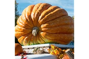 PREMIER SEEDS DIRECT Pumpkin - Dills Atlantic Giant (Large Seed) - 10 Seeds