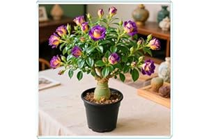 KVHSVB La rosa del desierto florece fácilmente durante toda la temporada sin necesidad de mantenimiento.-1bulbos-B