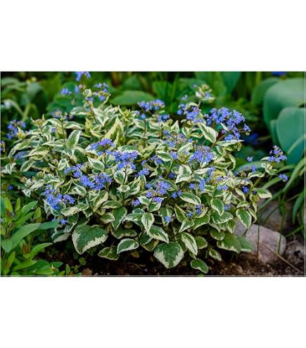schafgarbe saatgut BIO Saatgut Schafgarbe – Biogartenladen main image 0