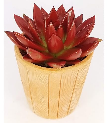 POWERS TO FLOWERS Echeveria Fucsia Mini In Vaso Ceramica Sospeso - Pianta Vera Colorata