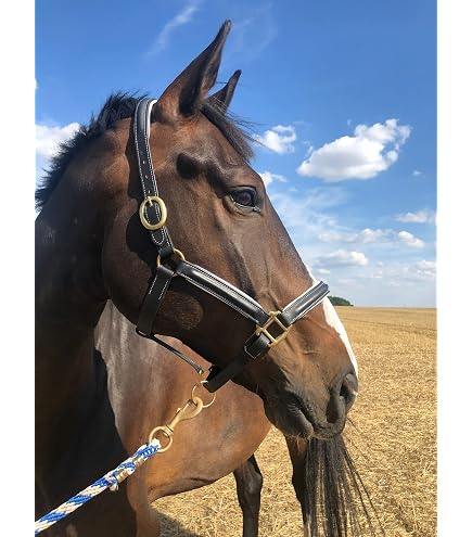 Licol Anatomique Harry's Horse - Cuir Marron - Pour Fiat Ducato/Jumper/Boxer - Confort Et Qualité