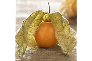 PREMIER SEEDS DIRECT - Cape Gooseberry Seeds - 0.3 GRAM ~ Approx 290 Seeds