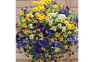 THOMPSON & MORGAN Hardy Perennial Flowering Pansy ‘Waterfall Mix’ Viola x wittrockiana Garden Plants for Patio or Cottage Gardens 72 Plugs by Thompson and Morgan