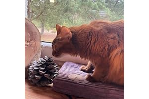 BORN2REST Prime Cat Window Lounger for Cats, Windowsill with a Non-Slip Backing, Cat Bed Window Sill Made in European Union (Heather, 70 x 27 x 3 cm)