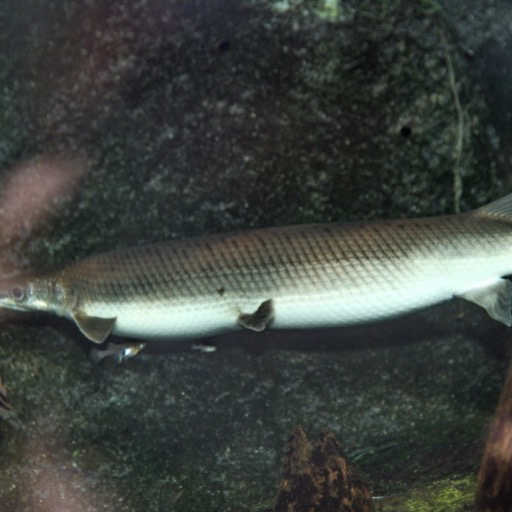 cute molly fish Wallpaper – HD Wallpapers of cute molly fish!: Amazon