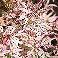 Acer Ukigumo - Floating Cloud Maple - Hardy Outdoor Tree for Gardens and Patios - Ornamental Deciduous Plant with Variegated Leaves in Pot (10 Litre Pot, 70-80cm)