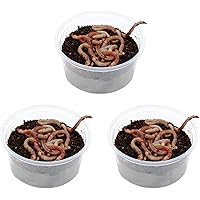 proinsects Dendrobena groß, mittel oder klein 3 Dosen | Angelwürmer | Riesen-Rotwürmer