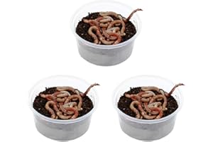 proinsects Dendrobena groß, mittel oder klein 3 Dosen | Angelwürmer | Riesen-Rotwürmer