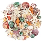 Jangostor Seashells Mixed Seashells, 3cm-9cm Beach Seashells of Various Sizes and Starfish for Vase Fillers Beach Theme Party