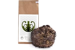 YAKEBA | Rose de Jéricho | Moyenne | Selaginella lepidophylla | Sac en papier | Parfait décoration ou comme accessoire pour terrarium/jardin en bouteille | Plante dans le verre et elle devient verte