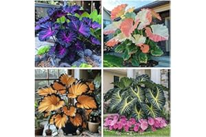 BNSOIDE Elefante Orejas, grandes y sanos, Aptos para plantar, Tenacidad | Espectaculares, Crea una exhibición impactante-B-3 rizomas