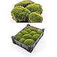 Generisch Moos Kiste 40x30x8 cm frisches Premium Kugelmoos, echtes ...