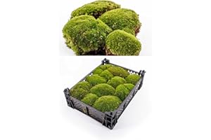 Generisch Moos Kiste 40x30x8 cm frisches Premium Kugelmoos, echtes Natur Moos Dekomoos Bollenmoos Hügelmoos Mooskissen bestellen Kissen Kugeln Deko echtes Moss kaufen