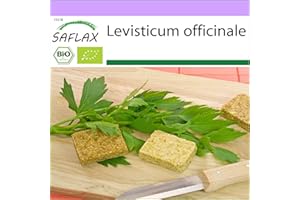 SAFLAX - Ecológico - Apio de monte o levístico - 100 semillas - Levisticum officinale