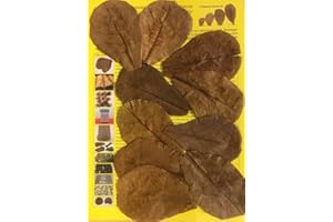 garnelenshop24de 200 Stück Original Seemandelbaumblätter 10cm Catappa Leaves - TOP Qualität - 10-1000 Stück (200)