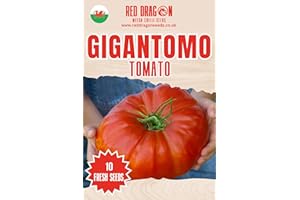 RED DRAGON SEEDS Gigantomo F1 Tomato Seeds - 10 Fresh Gigantomo F1 Tomato Seeds