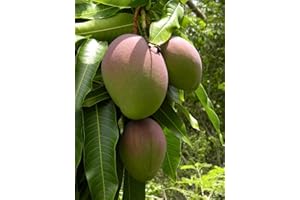SVI alberi Green Leaf ® Mango (Mangifera indica) 2 Semi