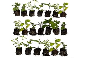 NEWLANDS Ultimate Mint Plant Collection *12 Different Varieties* Fantastic Collection of Mints, Unusual Varieties Included, Start Your herb Garden Now. Grow Your own.