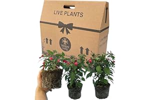 VERDANT LIVING Fuchsia 3 Large Garden Ready Plants - Well Rooted & Established 1ltr Pot Size Bedding to Plant Now, Adding Flower Colour to Containers, Baskets, Patios & Beds. Diva Rose & Violet Colour