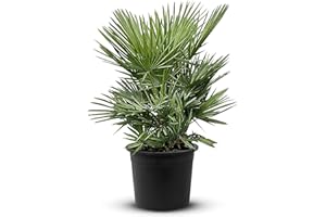 Tropictrees Chamaerops Humilis | palmier nain Resistant au froid | Hauteur 80cm Petite taille | protection de balcon |