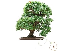 Exotic Bonsai Seeds with High Germination Rate - Plant Seeds Set for Your Own Bonsai Tree