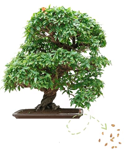 bonsai selber ziehen dauer Zen-Bonsai-Set – 6 Bonsais zum Selberziehen mit Zubehör