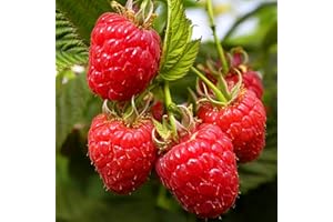 FRUITS OF PERTHSHIRE Raspberry Zeva 10 Bare Root Canes