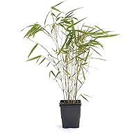 Bambus Fargesia rufa winterhart, immergrün und schnell-wachsend, 30/40 cm hoch, im Topf (1)
