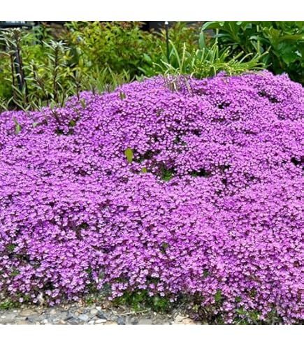 800 Semi Di Timo Strisciante - Piante Aromatiche Tappezzanti Per Balconi E Giardini - Foto 7