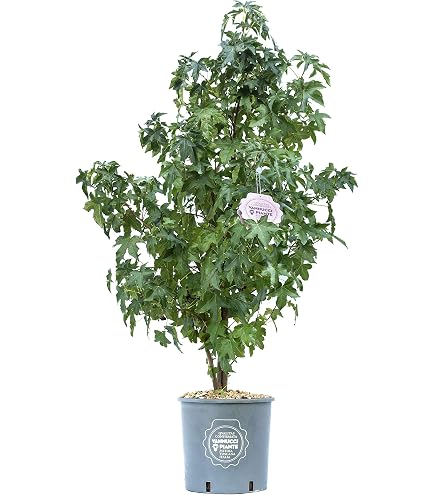 Vannucci Piante - Citrus Mitis, Citrus Calamondino, Agrumi, Pianta Vera, Pianta Da Terrazzo - 10