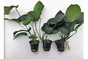 TUBIS-DE AQUA Anubias Barteri Sperrblatt, barschfest 3Töpfe Aquariumpflanzen Wasserpflanzen