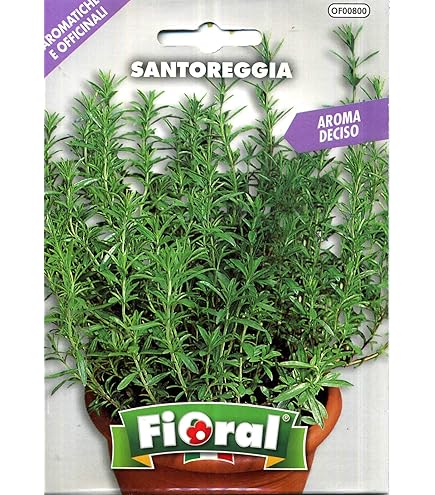 Semi Tanaceto Giallo - Confezione Da 500 Semi, Per Fiori Recisi E Giardino - Foto 11