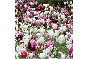 PLANT & BLOOM LIFESTYLE Plant & Bloom - Bulbes de fleurs, Tulipes d’Hollande – 30 ampoules, plantation d’automne, faciles à cultiver, floraison printanière – Couleurs Roses – Qualité supérieure hollandaise