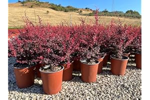 VIVAI DE LAURENTIIS Berberis thunbergii Atropurpurea “Harlequin”