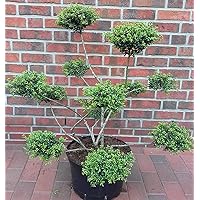 Gartenbonsai, Bonsai, Ilex crenata Convexa, Höhe: 110-120 cm + Dünger