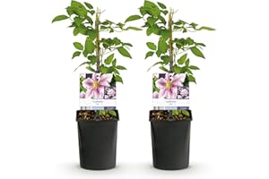 GREEN BOUTIQ GreenboutiQ - Plante grimpante - Clematis Piilu - Fleur Rose - Peu d'entretien - 2 plantes - Pot 11cm Hauteur 40cm