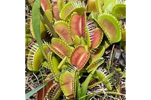 GARDENERSDREAM Venus Fly Trap Plant - Dionaea MUSCIPULA Carnivorous Healthy Indoor Plant, Natural Fly Catcher, Easy Care - Exotic Air-Purifying Houseplant, Educational Plants for Children - 9cm Pot