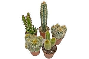 SID 5 Cactus Plants Potted Cacti Houseplants Mixed Indoor Plant Selection