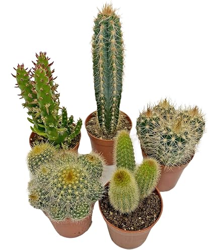 Cleistocactus Colademono Cactus  Pflegeleichter Kakteen Succulento Fr  Zuhause Easy To Grow Kaktee