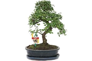 Exotenherz – bonsai kinesisk alm – ulmus parviflora, ca 10 år