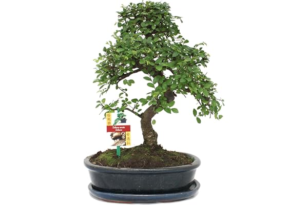 exotenherz - Bonsai orme de Chine - Ulmus parviflora - environ 10 ans