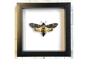 Butterfly Man Death's Head Hawk Moth (Acherontia atropos) Deep Shadow Box Display | Genuine Specimen | Frame Size 17.5 x 17.5cm