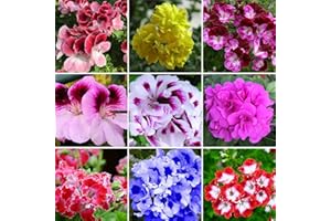 ZHOUBAA Samen für Gartenarbeit, 50 Stück gemischte Geranien Samen Pelargonium Hortorum Balkon Garten Blumenpflanze