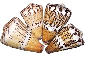 OSTERS MUSCHEL-SAMMLER-SHOP muschel-sammler-shop Kapitänskegel/ 5 cm/Kegelschnecken/Schneckendekoration/Fischernetzdekoration/Stranddekoration/Beachpartydekoration