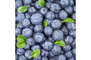 FLOWER FIELD STORY 300 Piezas De Semillas De Arándanos Naturales Fáciles De Plantar No Necesitan Mucho Cuidado Disfrute De La Alegría De La Cosecha Es Una Hermosa Decoración De Jardín