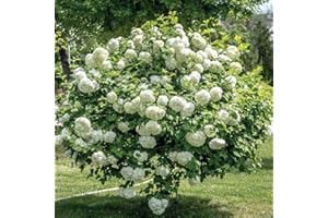 THOMPSON & MORGAN Viburnum ‘Roseum’ Large Hardy Outdoors Potted Flowering Garden Shrubs Snowball Tree Flowers for The Border or Patio Pots, 2 x Viburnum Opulus ‘Roseum’ Shrub Plants in 3.6L Pots by Thompson and Morgan